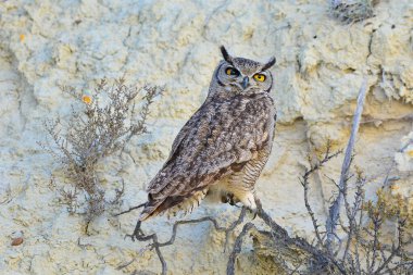 Büyük Boynuzlu Baykuş, Bubo Virjinianus nacurutu, Yarımada Valdes, Patagonya, Arjantin.