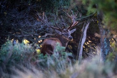 Calden Ormanı, La Pampa, Arjantin, Parque Luro, Doğa Koruma Alanı