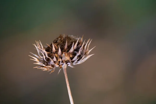 Güzel Bir Çiçeğin Seçici Yakın Çekimi — Stok fotoğraf