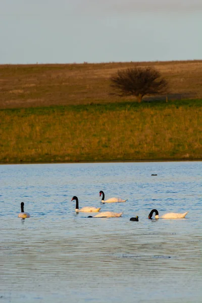 Black Necked Swan Swimming Lagoon Pampa Province Patagonia Argentina — Stock Photo, Image