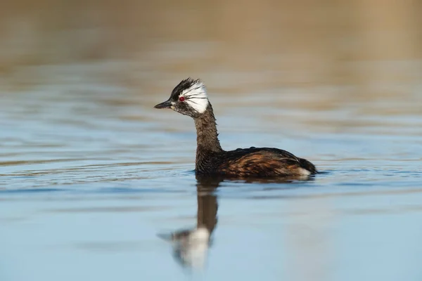 Grebe Touffes Blanches Province Pampa Patagonie Argentine — Photo