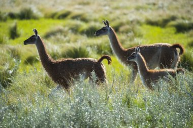 Pampas çayırlarında Guanacos, La Pampa ili, Patagonya, Arjantin.