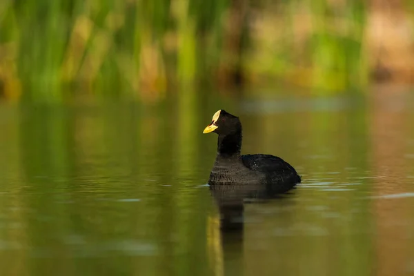 White Winged Coot Pampas Lagoon Environment Pampa Argentina — Stock Photo, Image