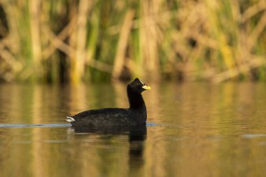 Beyaz kanatlı yaban ördeği Pampas Gölü 'nde, La Pampa, Arjantin