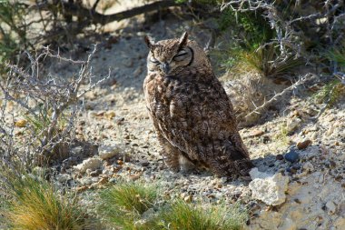 Büyük Boynuzlu Baykuş, Bubo Virjinianus nacurutu, Yarımada Valdes, Patagonya, Arjantin.