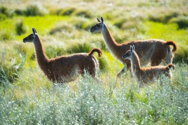 Pampas çayırlarında Guanacos, La Pampa ili, Patagonya, Arjantin.