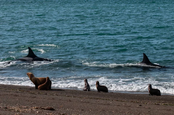 Späckhuggare Whale Orca Jagar Sjölejon Halvön Valdes Patagonien Argentina — Stockfoto