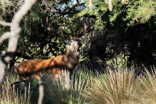 Красный Олень Калденском Лесу Пампа Аргентина Парк Луро Заповедник — стоковое фото