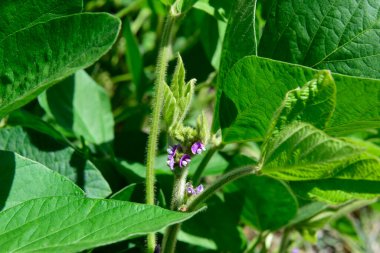 Soya fasulyesi tarlası, Buenos Aires Eyaleti kırsalında, Arjantin.