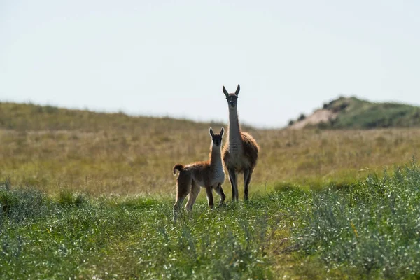 Guanacos Nelle Praterie Pampas Provincia Pampa Patagonia Argentina — Foto Stock