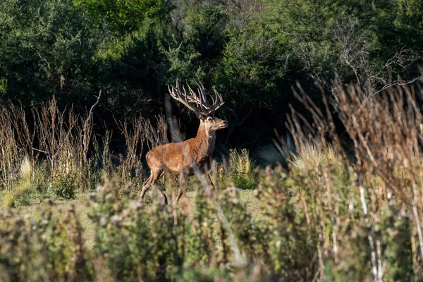 Red Deer Calden Forest Environment Pampa Argentina Parque Luro Nature — Stock Photo, Image