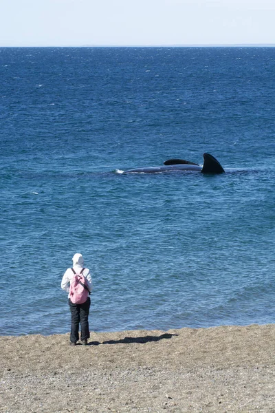 Touristes Observant Les Baleines Observation Depuis Côte — Photo