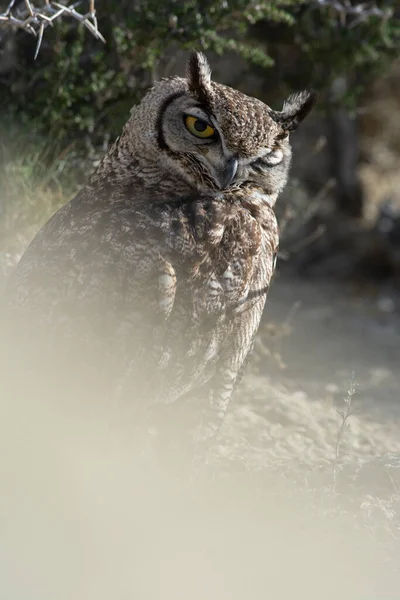 Great Horned Owl Bubo Virginianus Nacurutu Peninsula Valdes Patagônia Argentina — Fotografia de Stock