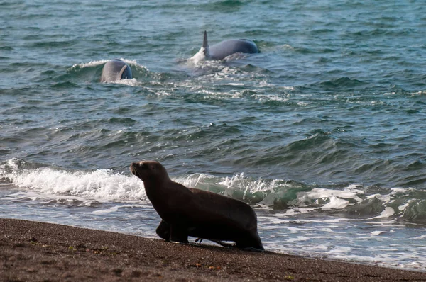 キラークジラ オルカ アシカを狩り 半島バルデス パタゴニアアルゼンチン — ストック写真