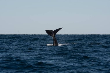 Sohutern sağ balina kuyruğu, Yarımada Valdes, Chubut, Patagonya, Arjantin