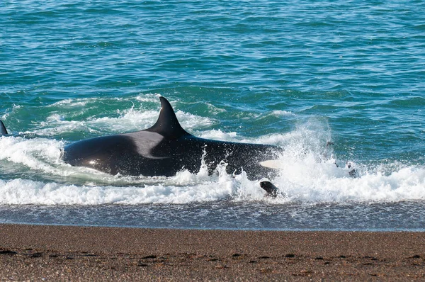 stock image Killer Whale, Orca, hunting a sea lions , Peninsula Valdes, Patagonia Argentina