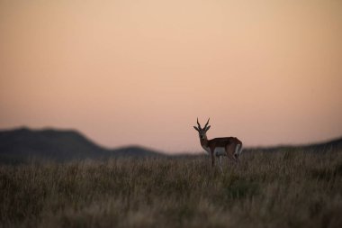 Pampas 'ta Blackbuck Antilobu, La Pampa bölgesi, Arjantin