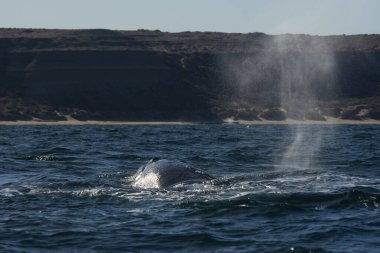 Sohutern right whales in the surface, Peninsula Valdes, Patagonia,Argentina clipart