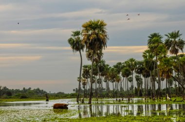 La Estrella Marsh, Formosa, Arjantin 'deki Palmiye Domuzu manzarası.