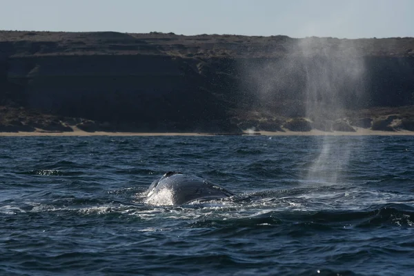 Baleines Noires Sohutern Surface Péninsule Valdes Patagonie Argentine — Photo