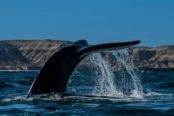 Coda Balena Franca Specie Minacciate Patagonia Argentina — Foto Stock