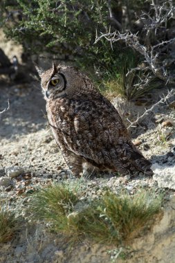 Büyük Boynuzlu Baykuş, Bubo Virjinianus nacurutu, Yarımada Valdes, Patagonya, Arjantin.