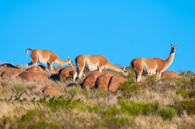 Guanacos Lihue Calel Ulusal Parkı, La Pampa, Patagonya, Arjantin.