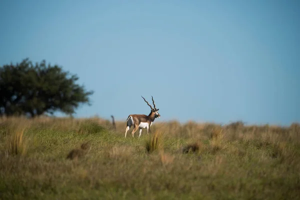 阿根廷La Pampa省Pampas平原地区的Blackbuck Antelope — 图库照片