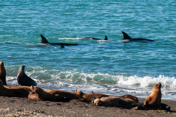 Killer Whale Orca Hunting Sea Lions Peninsula Valdes Patagonia Argentina — Stock Photo, Image