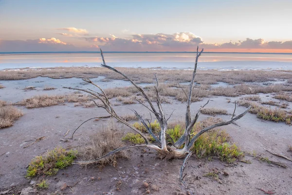 阿根廷巴塔哥尼亚La Pampa省Pampas泻湖的沙漠景观 破碎的干土 — 图库照片