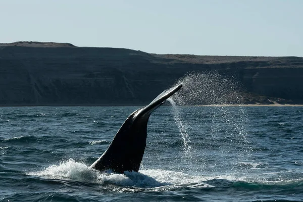 긴수염고래 발데스 추하지만 아르헨티나 파타고니아 — 스톡 사진