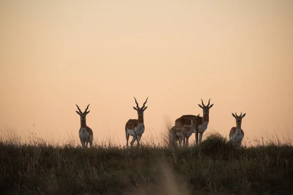 Blackbuck Antelope Pampas Plain Environment Pampa Tartomány Argentína — Stock Fotó