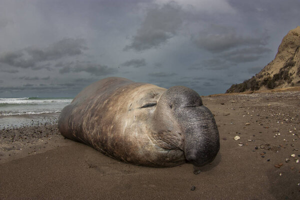 Elephant seal, Peninsula Valdes, Unesco World Heritage Site, Patagonia, Argentina