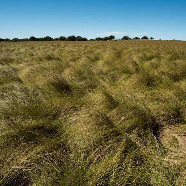 阿根廷巴塔哥尼亚La Pampa省Pampas草地景观 — 图库照片
