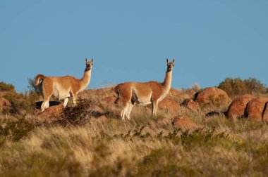 Guanacos Lihue Calel Ulusal Parkı, La Pampa, Patagonya, Arjantin.