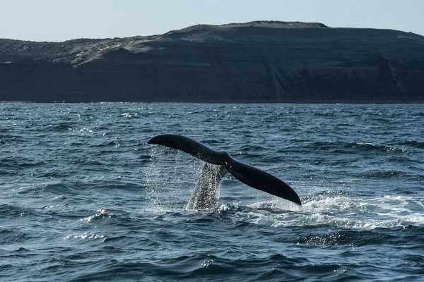 Sohutern Queue Baleine Noire Péninsule Valdes Chubut Patagonie Argentine — Photo
