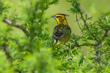 Sarı Kardinal, Gubernatrix Cristata, La Pampa, Arjantin 'de nesli tükenmekte olan türler