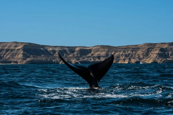 Sohutern Правый Китовый Хвост Полуостров Вальдес Чубут Патагония Аргентина — стоковое фото