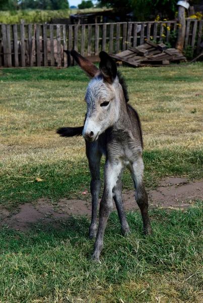 Bebé Recién Nacido Burro Granja Campo Argentino —  Fotos de Stock