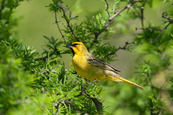 Yellow Cardinal Gubernatrix Cristata Endangered Species Pampa Argentina — Stock fotografie