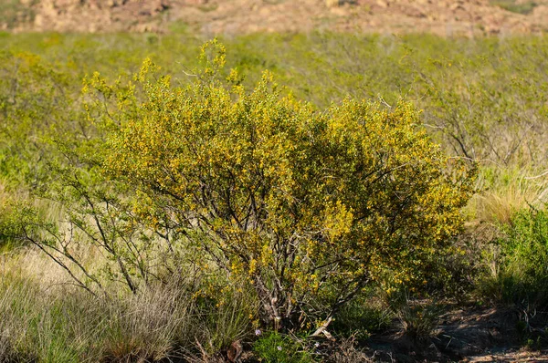阿根廷La Pampa Lihue Calel国家公园Creosote Bush — 图库照片