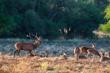 Kızıl geyik, La Pampa 'da kükreyen erkek, Arjantin, Parque Luro, Doğa Koruma Alanı