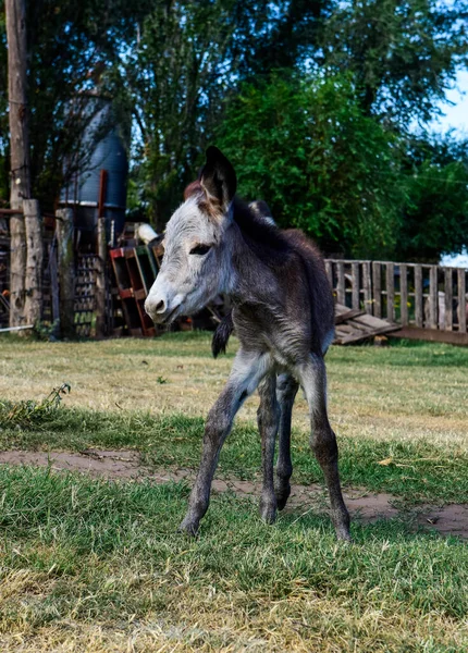 Bebê Recém Nascido Burro Fazenda Campo Argentino — Fotografia de Stock