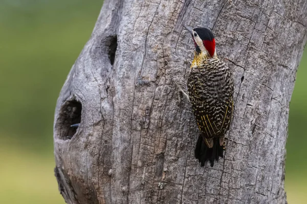 Green Barred Woodpecker Forest Environment Pampa Province Patagonia Argentina —  Fotos de Stock