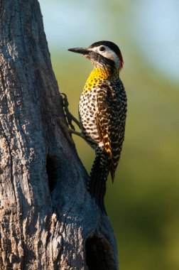 Green barred Woodpecker in forest environment,  La Pampa province, Patagonia, Argentina.