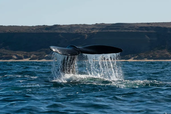 Sofutern Δεξιά Ουρά Φάλαινας Peninsula Valdes Chubut Παταγονία Αργεντινή — Φωτογραφία Αρχείου
