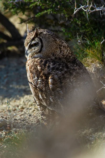 Great Horned Owl Bubo Virginianus Nacurutu Peninsula Valdes Patagônia Argentina — Fotografia de Stock