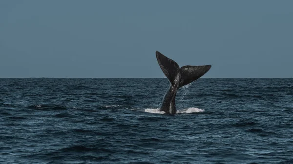 Sofutern Δεξιά Ουρά Φάλαινας Peninsula Valdes Chubut Παταγονία Αργεντινή — Φωτογραφία Αρχείου