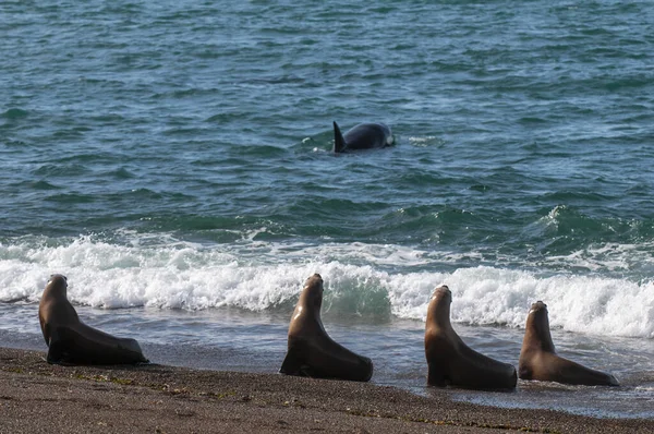 Späckhuggare Whale Orca Jagar Sjölejon Halvön Valdes Patagonien Argentina — Stockfoto