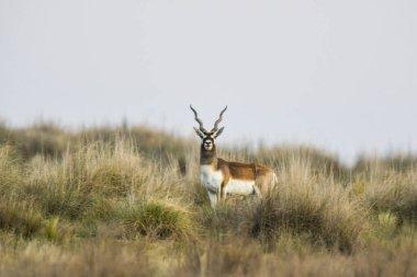 Pampas 'ta Erkek Blackbuck Antilobu, La Pampa Bölgesi, Arjantin